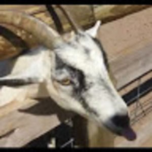 Meet your Posher, Adonis